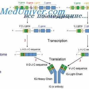 Proprietățile anticorpului ARNm. Structura MRNA de imunoglobuline