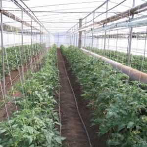 Tehnologia de tomate cresc în seră