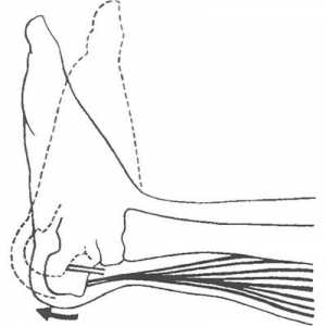 Testarea grupelor musculare prescurtate triceps sural