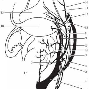 Anatomia topografica a organelor pelvine. aprovizionare cu sânge