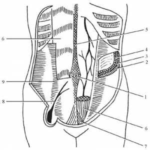 Anatomia topografic a peretelui abdominal anterior