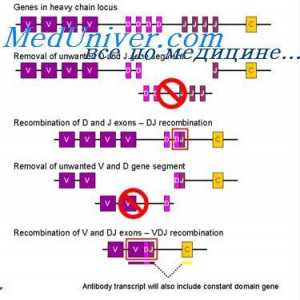 Aranjament vc-gene. Trecerea activității genei anticorpului