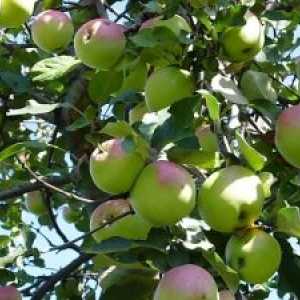 Îngrijire recolta de mere slaboroslyh
