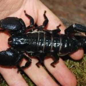 Mușcături Scorpion: primul ajutor, consecințele face asta?