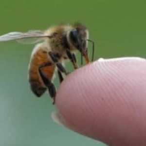 Mușcături de viespi si albine copii: primul ajutor
