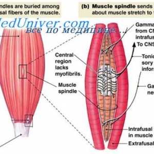 Sistemul efferent Gamma contracției musculare. Stabilizarea poziției corpului