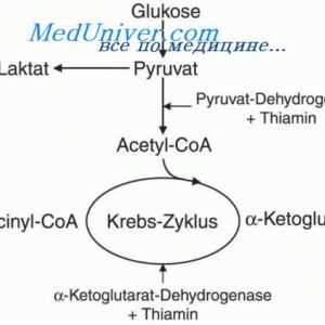Fiziologia metabolismului tiamina. Cerința de zi cu zi de tiamină