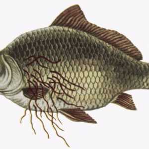 Ce pește opisthorchiasis dacă există o mare, râu, uscat, cum să gătească?