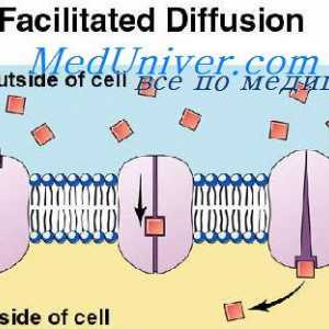 Pentru proteinele de transport ale membranei celulare. Difuziunea prin membrana celulară