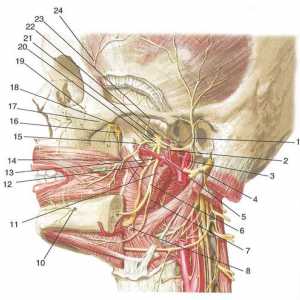 Ramurile nervului trigemen: nervul mandibular