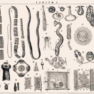 Tipuri de viermi în corpul uman, principalele soiuri de viermi (helminți infecții, infestărilor…