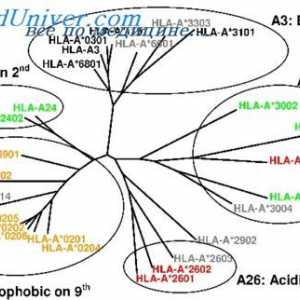 Tipuri de mutatii histocompatibilitate gene complexe. mutatii de studiu n-2