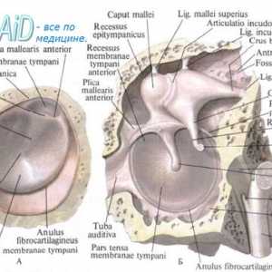 Structurile urechii interne. conexiune labirint anatomică.