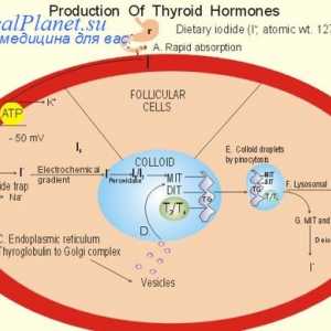 Influența hormonilor tiroidieni asupra schimbului principal. Sistemul cardiovascular și hormoni…