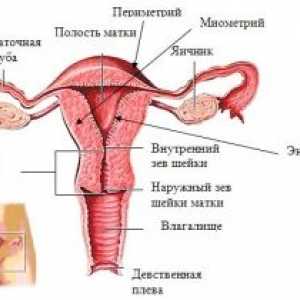 Organele genitale interne ale femeii, structura, anatomia