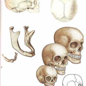 Diferențele de vârstă în structura craniului