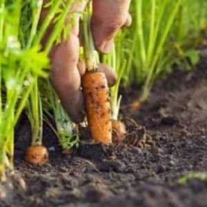 Bolilor și dăunătorilor morcovi