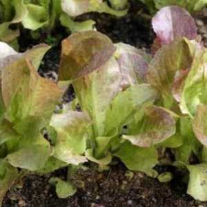Bolilor și dăunătorilor de salată