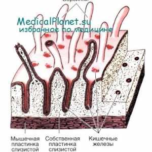 Imunitatea innascuta a intestinului: o parte a epiteliului