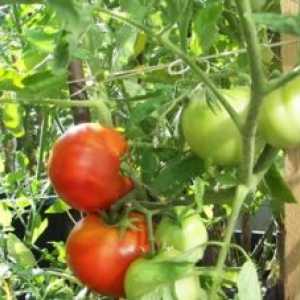 Tomate Cultivarea legumicultori iubitorii