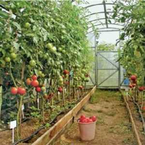Cultivarea tomate în sere