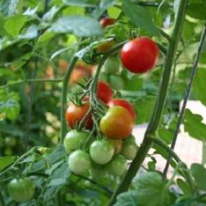 Soiuri și hibrizi de tomate cu o calitate ridicată de fructe