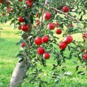 Regularități de creștere și fructe copaci de mere