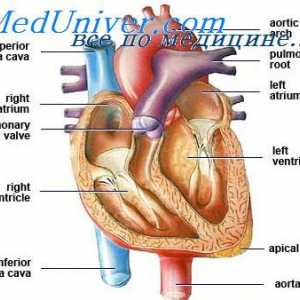 Patent ductus arteriosus. Hemodinamica cu canal arterial deschis