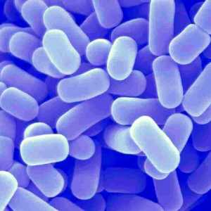 Bacterii vii la o disbacterioza