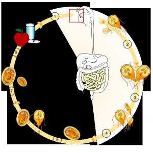 Ciclul de viață al dezvoltării Giardia și Giardioza