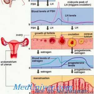 Valoarea și funcția progesteron. Biointez și schimb