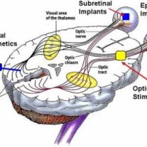 Nervul optic. caracteristici fiziologice anatomo